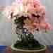 Цветущий бонсай. Азалия #цветы #красивыецветы #фотоцветов #красивыйцветок #бонсай