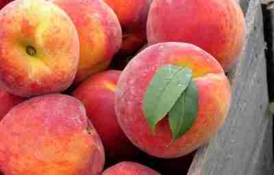 Пользуйтесь дарами лета! Персик — один из лучших фруктов для вашего здоровья. В зрелых…