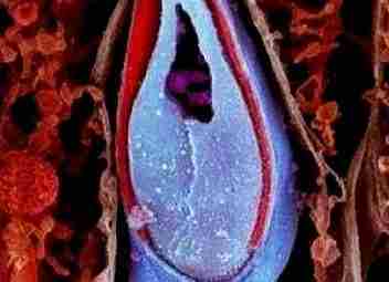 Сперматозоид в разрезе: При взгляде на сперматозоид в разрезе мы можем увидеть его внутреннюю…