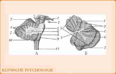 МОЗЖЕЧОК Мозжечок (cerebellum) расположен дорсально от моста и продолговатого мозга под затылочными долями полушарий….