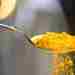 Куркума — это популярная специя, которая используется в кулинарии многих стран. Она имеет ярко-желтый…