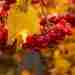 Калина — это ягода, которая имеет множество полезных свойств . Сбор калины происходит осенью,…