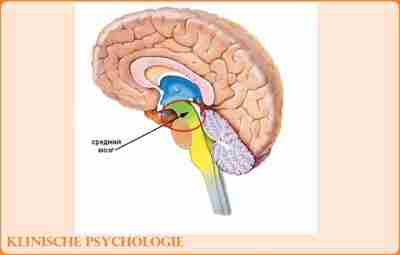 СРЕДНИЙ МОЗГ Средний мозг простирается дорзально от шишковидной железы (эпифиза) до заднего края пластинки…