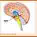 СРЕДНИЙ МОЗГ Средний мозг простирается дорзально от шишковидной железы (эпифиза) до заднего края пластинки…