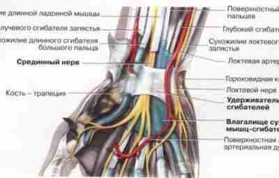 ДИАГНОСТИКА И ЛЕЧЕНИЕ КАРПАЛЬНОГО ТУННЕЛЬНОГО СИНДРОМА. В литературе описано более 30 форм туннельных невропатий,…