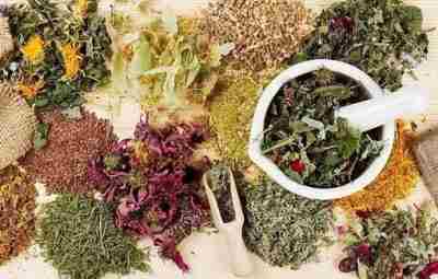 О противопоказаниях к приему травяных чаев и отдельных растений. Эхинацея. Это растение обладает антивирусными…
