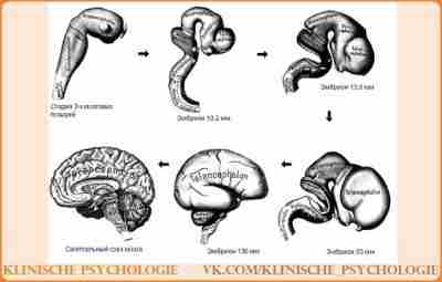 ОНТОГЕНЕЗ ГОЛОВНОГО МОЗГА. СТАДИЯ ТРЕХ И ПЯТИ ПУЗЫРЕЙ В онтогенезе элементы нервной системы человека…