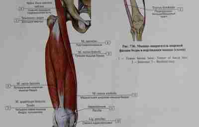 На передней поверхности бедра располагается мышца, переходящая также через коленный сустав к являющаяся при…