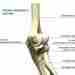 Суставной и связочный аппарат локтевого сустава Локтевой сустав состоит из трех суставов: плече-локтевого, плече-лучевого…