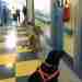 Детская больница в Италии. Собаки ждут, чтобы войти в комнаты больных детей для пет-терапии….