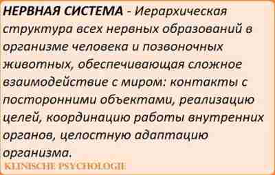 НЕРВНАЯ СИСТЕМА Нервная система, systema nervosum, — это совокупность анатомически и функционально взаимосвязанных структур,…