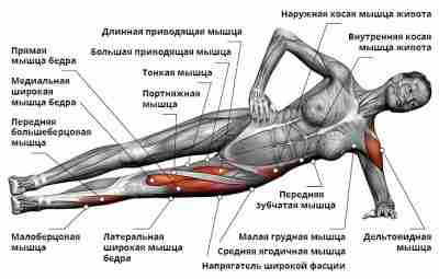 Планка — является одним из самых популярных изометрических упражнений для проработки мышц пресса. Характеристики:…