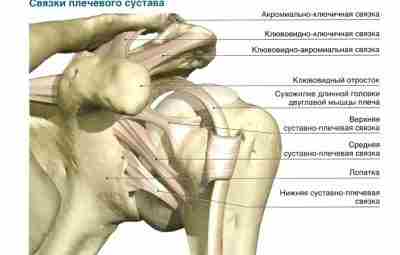 Растяжение связок плеча Одна из самых частых травм плеча — это частичный разрыв сухожилий…