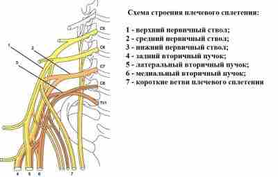 Плечевое сплетение Плечевое сплетение (plexus brachialis) формируется из передних ветвей CV- ThI спинномозговых нервов….