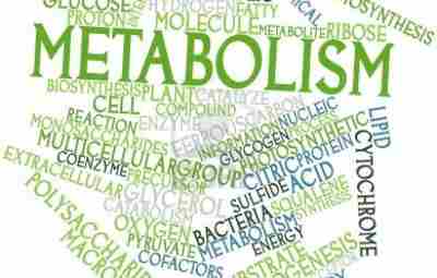 То, что вам следует знать о метаболической адаптации Как всем нам известно, состав тела…