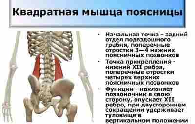 Синдром квадратной мышцы поясницы В связи с тем, что в наше время все большее…