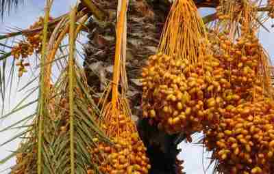 Финики Финики – изумительные плоды, отличающиеся изысканным вкусом. Растут они на дереве, которое называется…