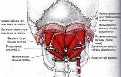 ВЕРХНЯЯ КОСАЯ МЫШЦА ГОЛОВЫ Название на латыни — Obliquus capitis superior Начало фиксации -…