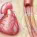 План обследования при подозрении на ишемическую болезнь сердца Для подробной оценки состояния здоровья при…