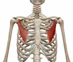 МАЛАЯ ГРУДНАЯ МЫШЦА – НЕОЖИДАННЫЙ ИСТОЧНИК ДИСКОМФОРТА О рectoralis minor muscle (грудной малой мышце)…