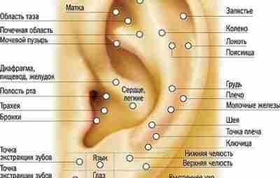 Массаж ушей. Биологически активные точки на ухе. Воздействие на биологически активные…