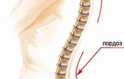 АДАПТАЦИЯ ИЗГИБОВ ПОЗВОНОЧНИКА. Как функционирует позвоночник в целом? Как взаимосвязаны между собой лордозы, кифозы…
