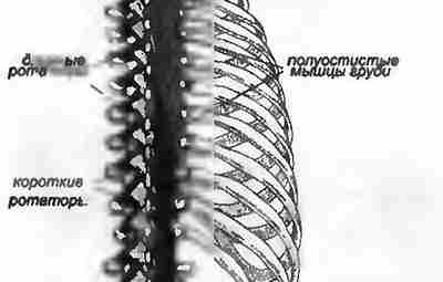 БОЛИ В СПИНЕ, ВЫЗВАННЫЕ ГЛУБОКИМИ ПАРАСПИНАЛЬНЫМИ МЫШЦАМИ Вращение позвоночника осуществляют полуостистые…