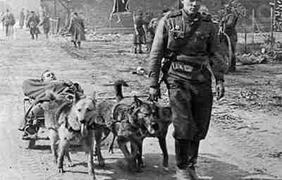 Собаки везут раненого, 1944 год. Источник: Исторические и интересные факты Подписывайтесь на наш официальный…