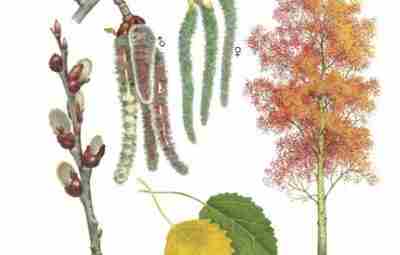 Осина. Польза, применение и противопоказания Осина – дерево лиственной породы, относится к семейству -…