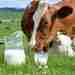 Почему не стоит пить парное молоко Как известно, крупный рогатый скот болеет туберкулезом, который…