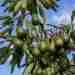 Польза авокадо Не так давно авокадо воспринимался, как экзотический тропический фрукт. Сейчас же он…