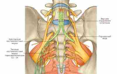 НЕВРОПАТИЯ КРЕСТЦОВОГО СПЛЕТЕНИЯ. https://m.vk.com/@med_sport-nevropatiya-krestcovogo-spleteniya Article