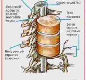 Функциональная организация спинного мозга и его роль в координации рефлекторной деятельности…