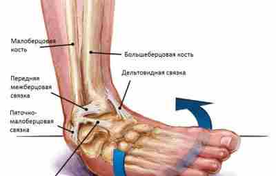 Повреждение связок: механизм, стадии, симптомы Повреждение связок у спортсменов – явление широко распространенное, причем…