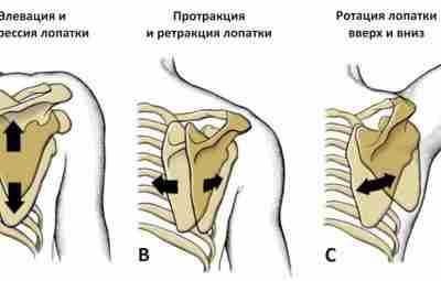 Тест улучшения движения лопатки Скоординированные движения лопатки необходимы для нормального функционирования плечевого сустава. Во…