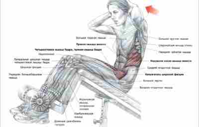 Подъём туловища на наклонной скамье. Нюансы техники выполнения. Функциональная анатомия. Скручивания — изолирующие упражнения…