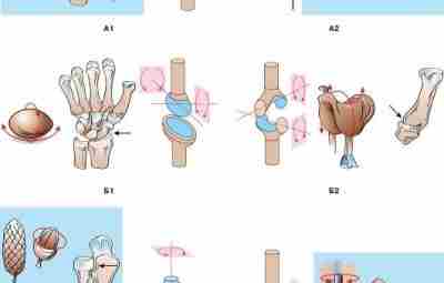 Схемы движений в суставах А — трехосные (многоосные) суставы: А1 — шаровидный сустав; А2…