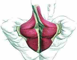 ПОМОЩЬ ПРИ БОЛИ ВЕРХНЕЙ ЧАСТИ ТРАПЕЦИЕВИДНОЙ МЫШЦЫ Перевод эксперта FPA С. Струкова. Бывало ли…