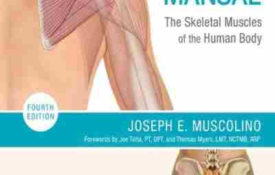 Joseph E. Muscolino. The Muscular System Manual, The Skeletal Muscles = Большой анатомический атлас…