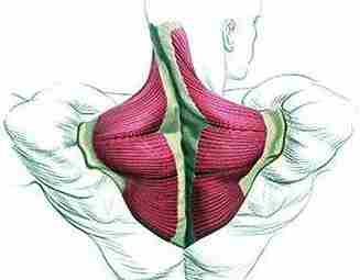 ПОМОЩЬ ПРИ БОЛИ ВЕРХНЕЙ ЧАСТИ ТРАПЕЦИЕВИДНОЙ МЫШЦЫ Перевод эксперта FPA С. Струкова. Бывало ли…