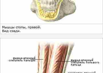 ГОЛЕНОСТОПНЫЕ И СТОПНЫЕ ПЕРИАРТРОЗЫ. ПЛОСКОСТОПИЕ. Я.Ю.Попелянский, «Ортопедическая неврология», 2003 г. В литературе прошлых лет…