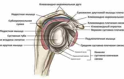 Капсулярный ограничительный механизм Понятие капсулярного ограничительного механизма (КОМ) может быть применено к суставной капсуле…