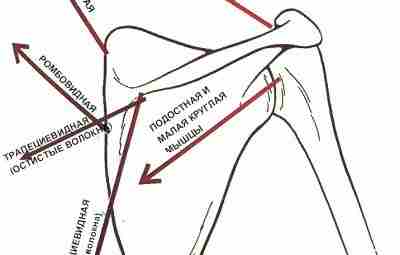 СТАБИЛИЗАЦИЯ ЛОПАТКИ: НА ВЕРНОМ ЛИ МЫ ПУТИ? «Нормального» положения лопатки не существует. Оно весьма…