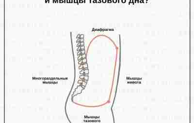 Как взаимосвязаны диафрагма и мышцы тазового дна? Тазовое дно и диафрагма структурно и функционально…