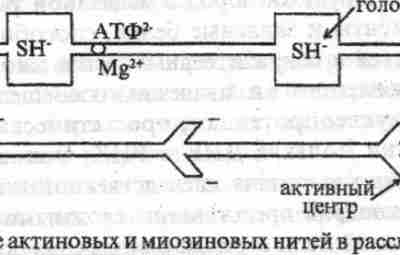 Лекция: БИОХИМИЧЕСКИЕ ОСНОВЫ РАБОТОСПОСОБНОСТИ И БИОХИМИЧЕСКИЕ СПОСОБЫ ПОВЫШЕНИЯ СПОРТИВНОЙ РАБОТОСПОСОБНОСТИ