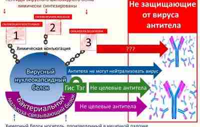 Российские учёные показали отрицательную эффективность вакцины «ЭпиВакКорона». Отрицательная эффективность означает более высокий риск заболеть…