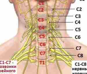 Клиника шейных корешковых синдромов . Поражение корешков С1 С2, С3 встречается крайне редко. В…