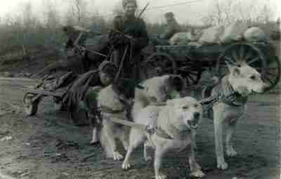 Санитар перевозит раненого бойца на собачьей упряжке. #история_военной_медицины@takticheskayamedicina