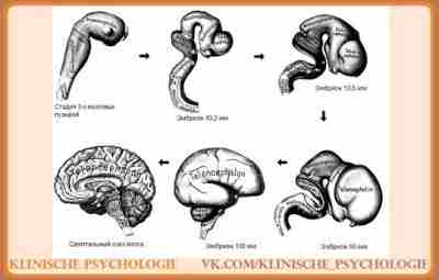 ОНТОГЕНЕЗ ГОЛОВНОГО МОЗГА. СТАДИЯ ТРЕХ И ПЯТИ ПУЗЫРЕЙ В онтогенезе элементы нервной системы человека…