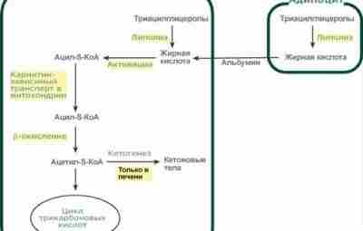 ГОРМОНЫ. СЖИГАЮЩИЕ ЖИР. ЧАСТЬ 1 Организм человека – это Вселенная, которая живет по своим,…